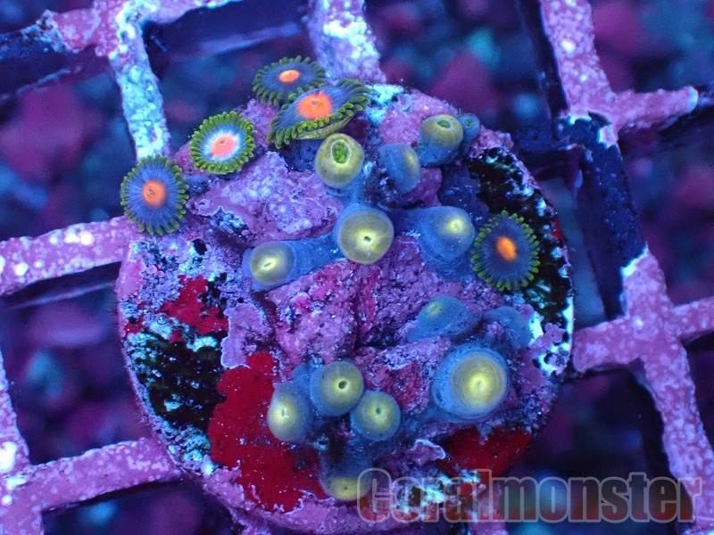商品検索 | サンゴ通販なら大阪の専門店 Coralmonster-コーラル
