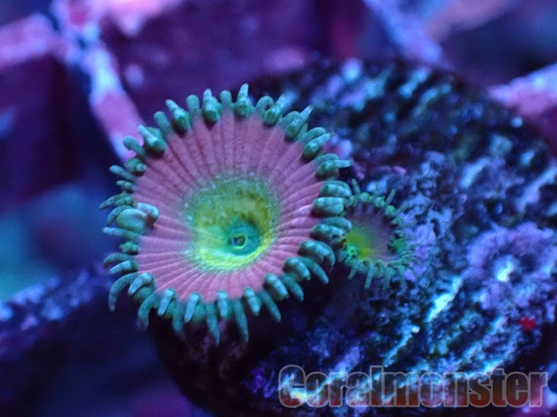 商品検索 | サンゴ通販なら大阪の専門店 Coralmonster-コーラル