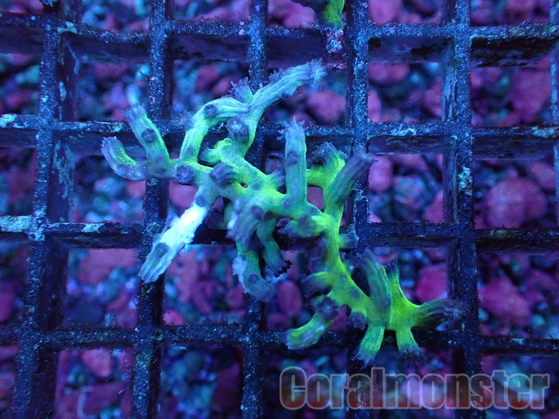 商品検索 | サンゴ通販なら大阪の専門店 Coralmonster-コーラル