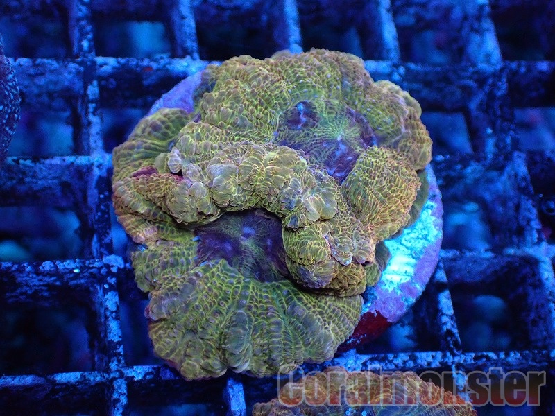✅⭐️半額以下期間限定SALE中⭐️✅⭐️デカイ ネパール産マウンテンコーラル ⭐️ 商品検索 | サンゴ通販なら大阪の専門店 Coralmonster-コーラル
