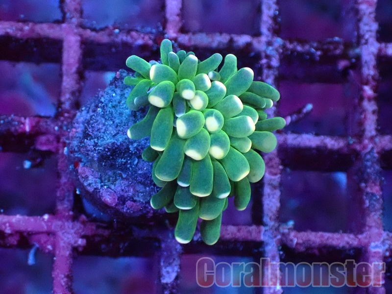 商品検索 | サンゴ通販なら大阪の専門店 Coralmonster-コーラル