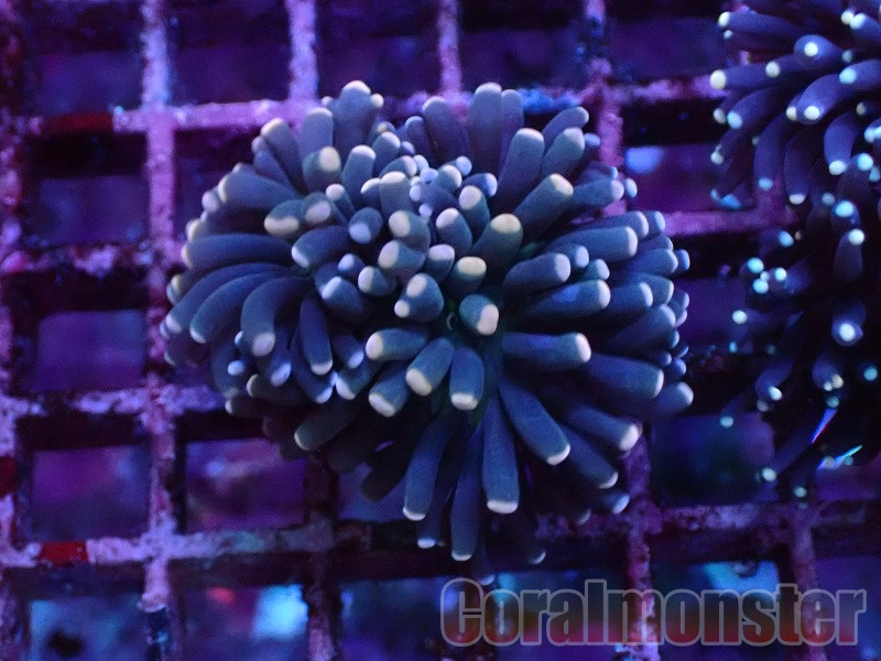 商品検索 | サンゴ通販なら大阪の専門店 Coralmonster-コーラル