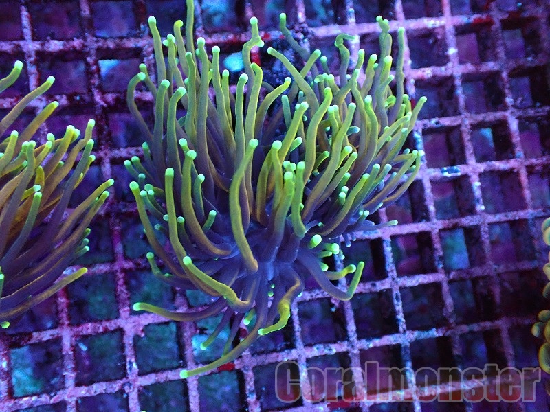 商品検索 | サンゴ通販なら大阪の専門店 Coralmonster-コーラル