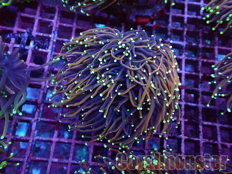 商品検索 | サンゴ通販なら大阪の専門店 Coralmonster-コーラル