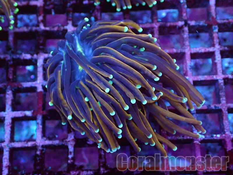 商品検索 | サンゴ通販なら大阪の専門店 Coralmonster-コーラル