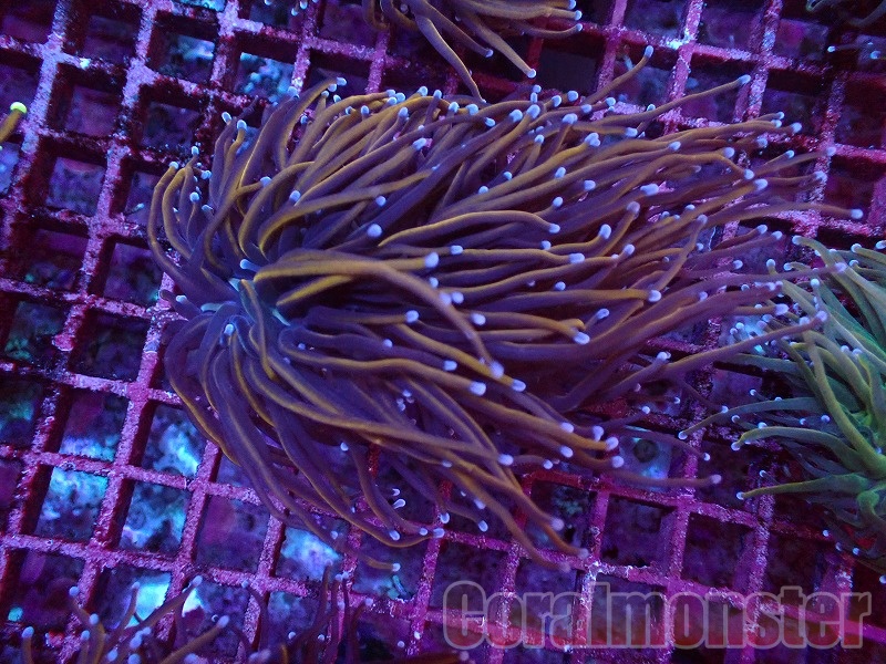 商品検索 | サンゴ通販なら大阪の専門店 Coralmonster-コーラル