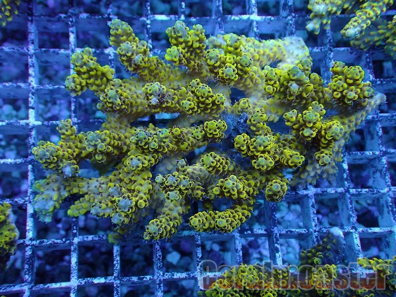 Acropora (ミドリイシ）Pikachu  インドネシア産　255