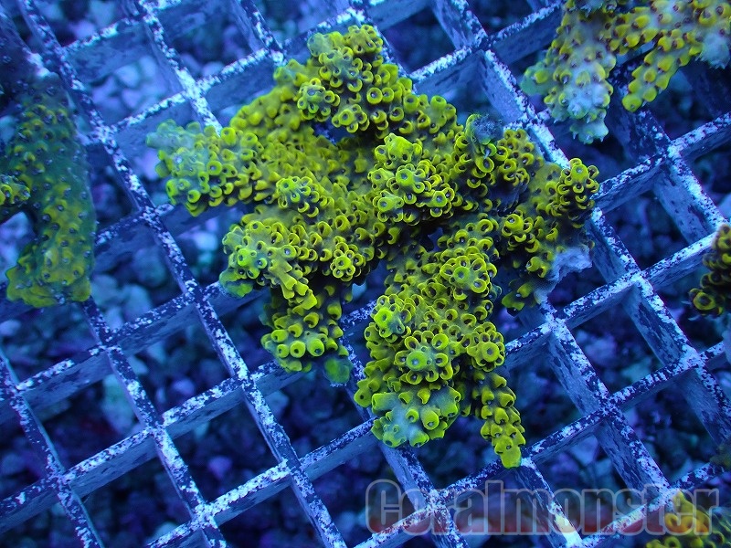 Acropora (ミドリイシ）Pikachu  インドネシア産　262