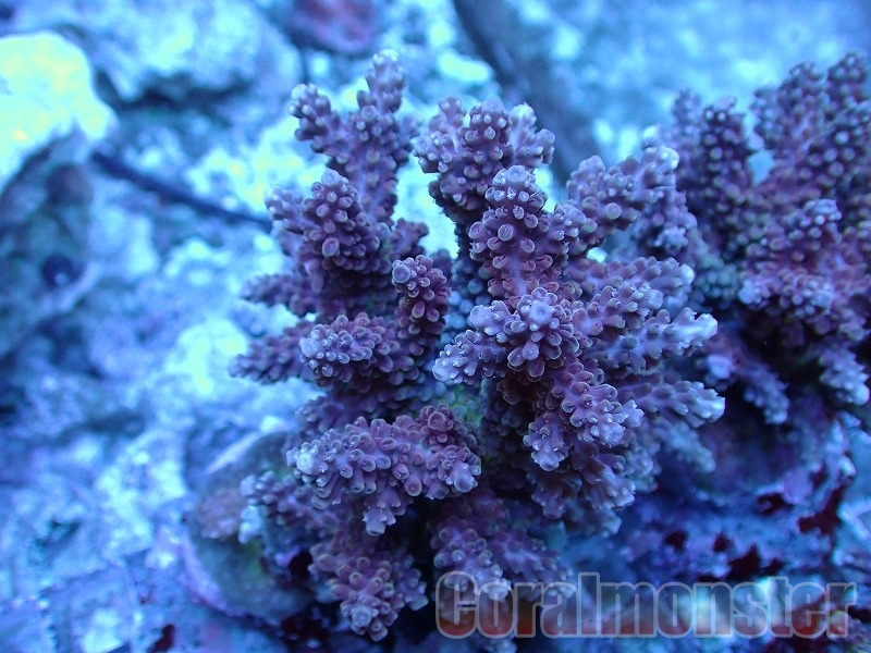 Acropora (ミドリイシ） インドネシアブリード　290