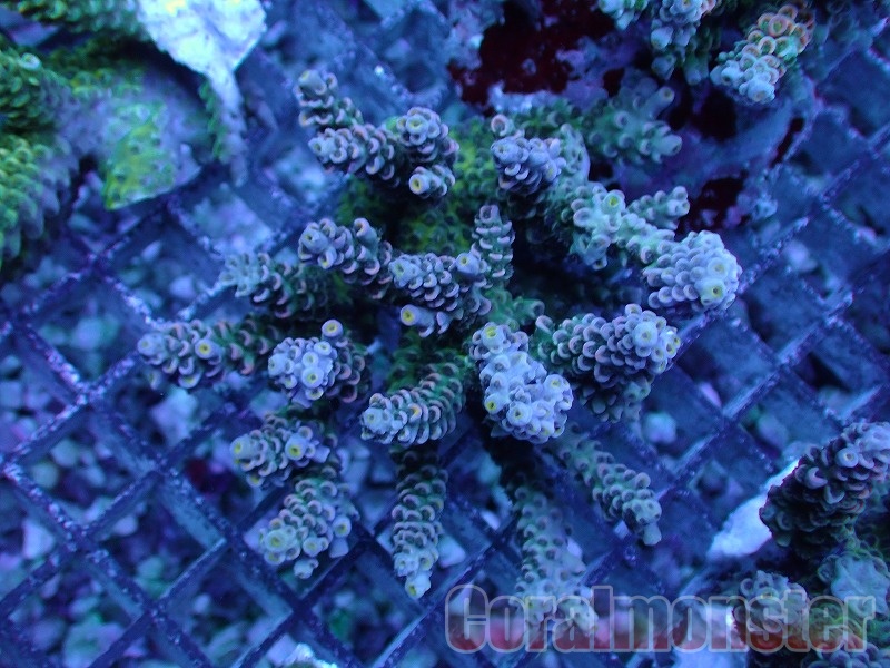 Acropora (ウスエダミドリイシ） インドネシア産 375｜サンゴ
