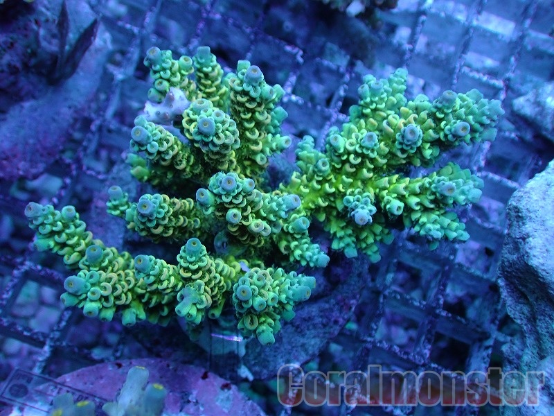 商品検索 | サンゴ通販なら大阪の専門店 Coralmonster-コーラル