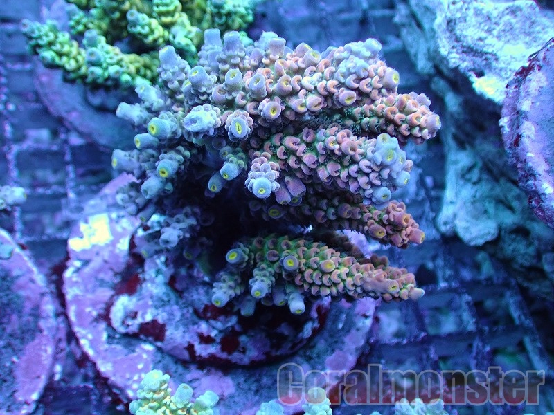 Acropora (ウスエダミドリイシ） インドネシアブリード 401