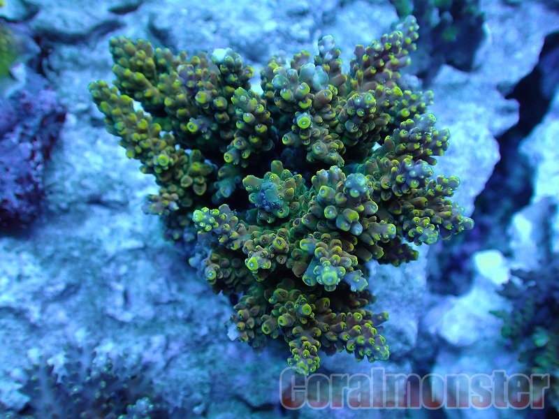 Acropora　latistella (ミドリイシ） インドネシア産　427