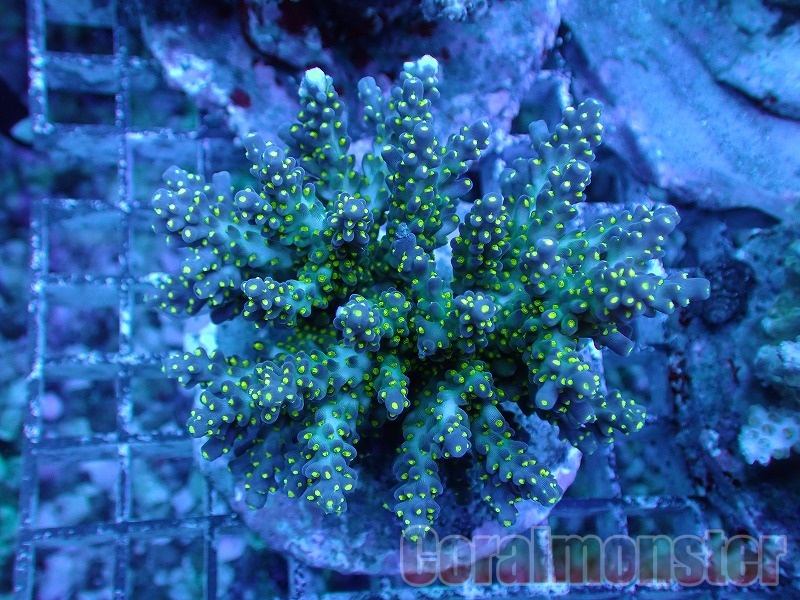 Acropora (スゲミドリイシ） インドネシアブリード　442