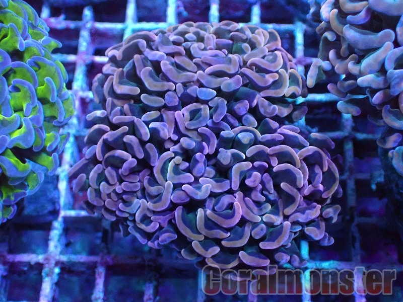 商品検索 | サンゴ通販なら大阪の専門店 Coralmonster-コーラル