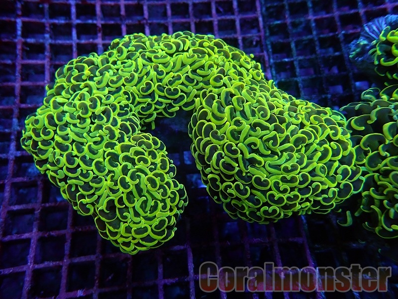 ナガレハナサンゴ　メタリックグリーン ナガレハナサンゴ / Hammer Coral
