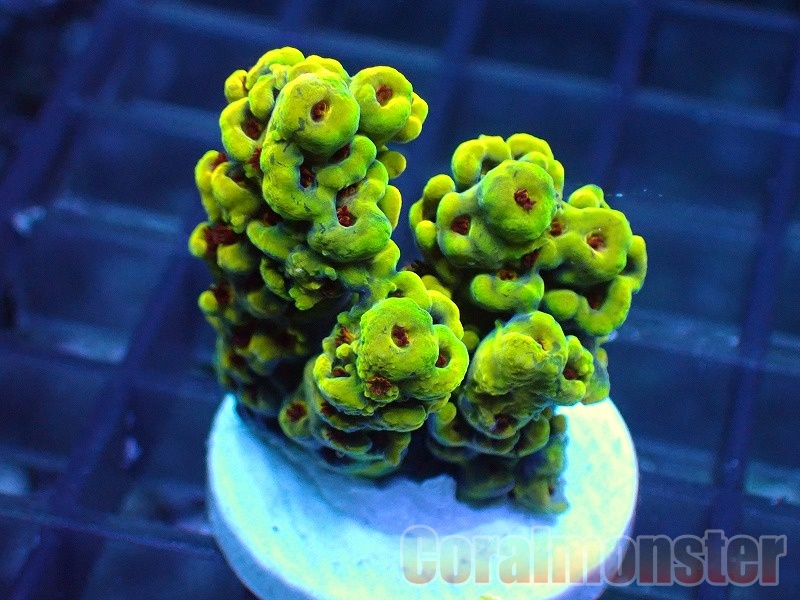 Acropora  (ミドリイシ）Frag　「CM Lemon Inferno」　511