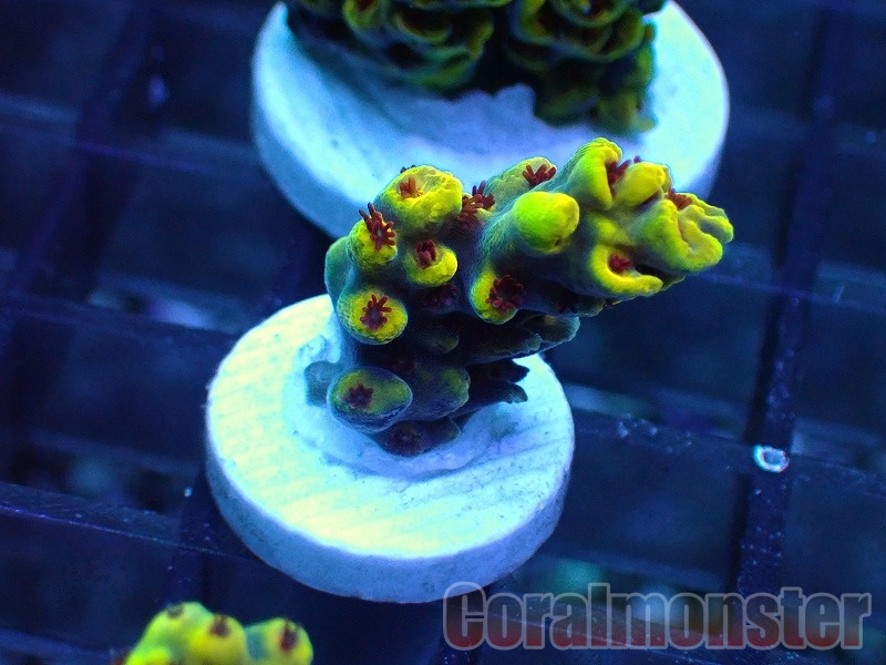 Acropora  (ミドリイシ）Frag　「CM Lemon Inferno」　512