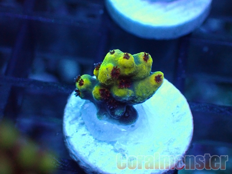 Acropora  (ミドリイシ）Frag　「CM Lemon Inferno」　513