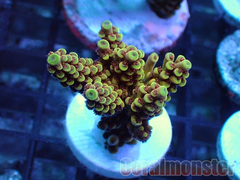 Acropora  (ミドリイシ）Frag　「CM Amaterasu」　515