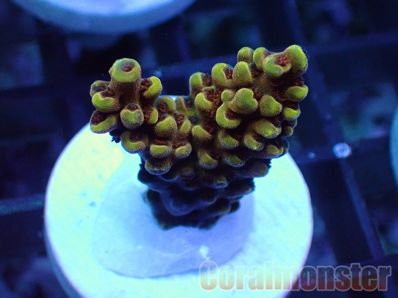 Acropora  (ミドリイシ）Frag　「CM Amaterasu」　516
