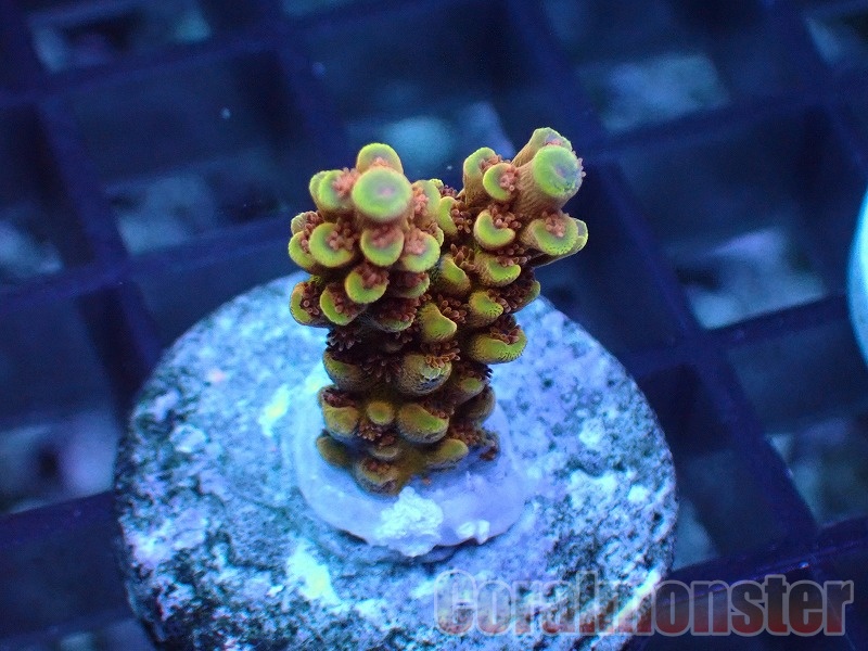 Acropora  (ミドリイシ）Frag　「CM Amaterasu」　517
