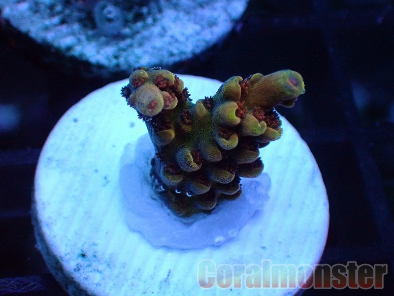 Acropora  (ミドリイシ）Frag　「CM Amaterasu」　521