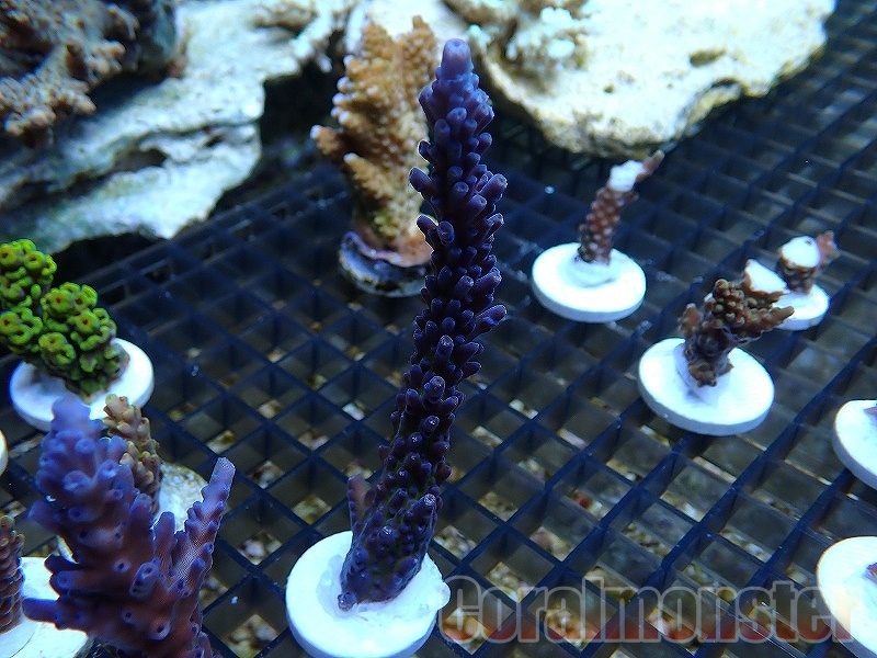 Acropora  (コイボミドリイシ）Frag オーストラリア産　523