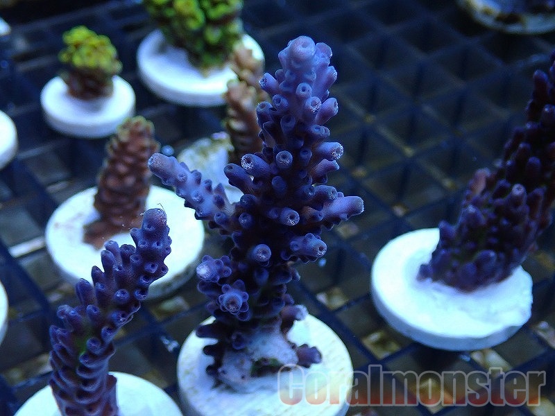 Acropora  (コイボミドリイシ）Frag オーストラリア産　524