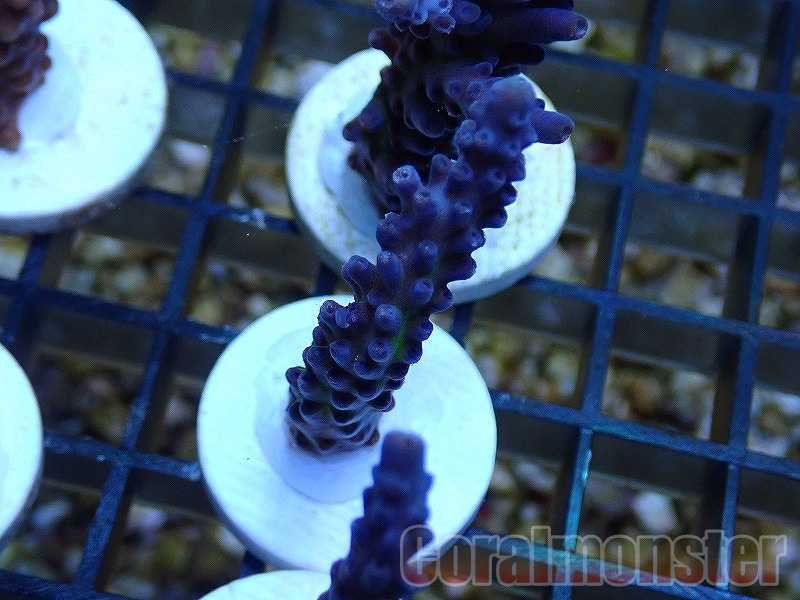 Acropora  (コイボミドリイシ）Frag オーストラリア産　525