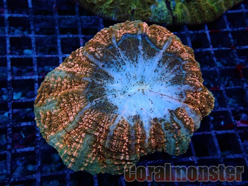 アザミハナガタサンゴ（14ｃｍ前後） No.14 アザミハナガタサンゴ マルチカラーを買うならアクア