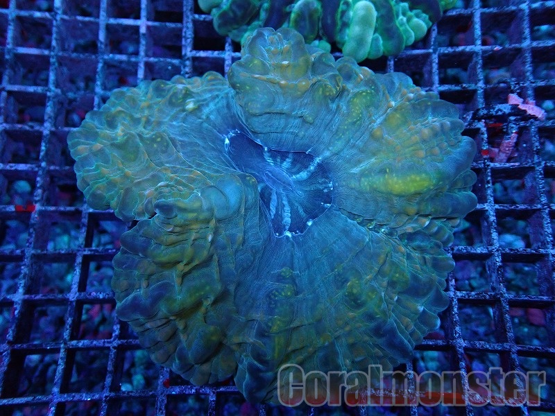 コハナガタサンゴ コハナガタサンゴ｜サンゴ通販なら大阪の専門店 Coralmonster