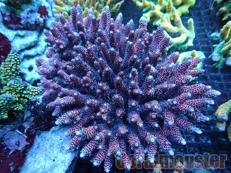 商品検索 | サンゴ通販なら大阪の専門店 Coralmonster-コーラル