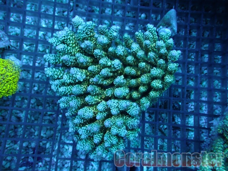 Acropora (ウスエダミドリイシ） インドネシア産 907｜サンゴ