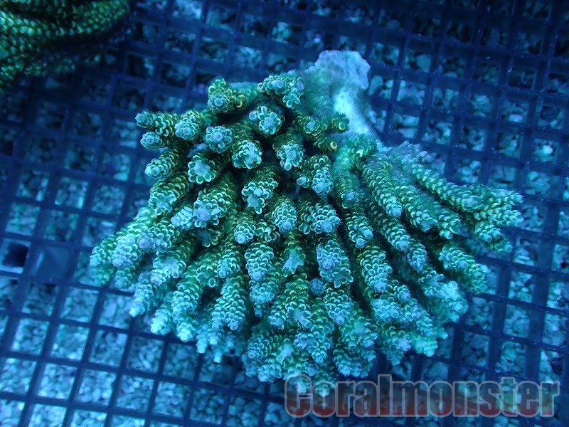 Acropora (ウスエダミドリイシ） インドネシア産 908｜サンゴ