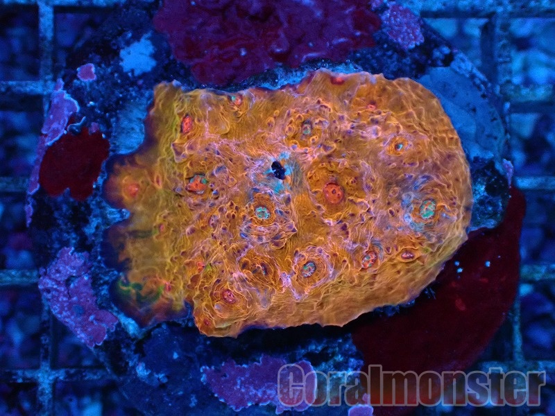 商品検索 | サンゴ通販なら大阪の専門店 Coralmonster-コーラル