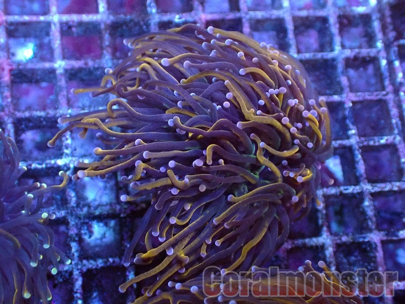 商品検索 | サンゴ通販なら大阪の専門店 Coralmonster-コーラル