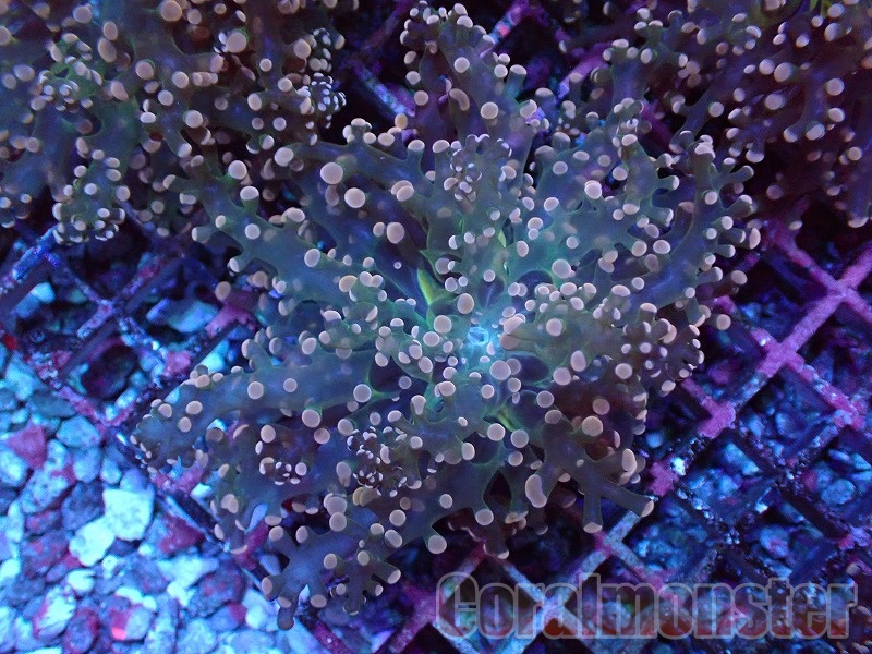 【オーストラリア産】ホンタコアシサンゴ HIMAWARI □ 極上特大 ホンタコアシサンゴ フルメタグリーン クリア