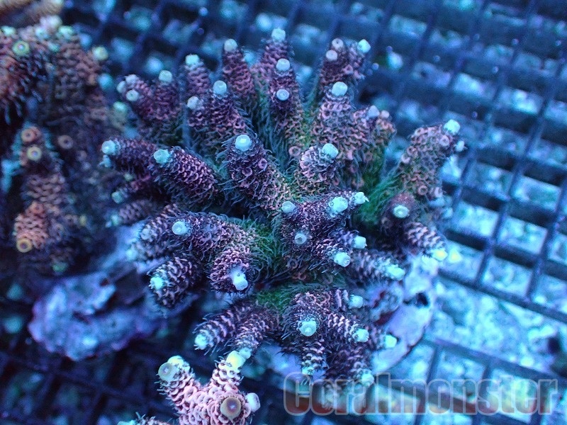 リタライフ　mico♪ リタライフ mico♪ リタライフ mico♪ Amazon.co.jp: WCJ 水素風呂