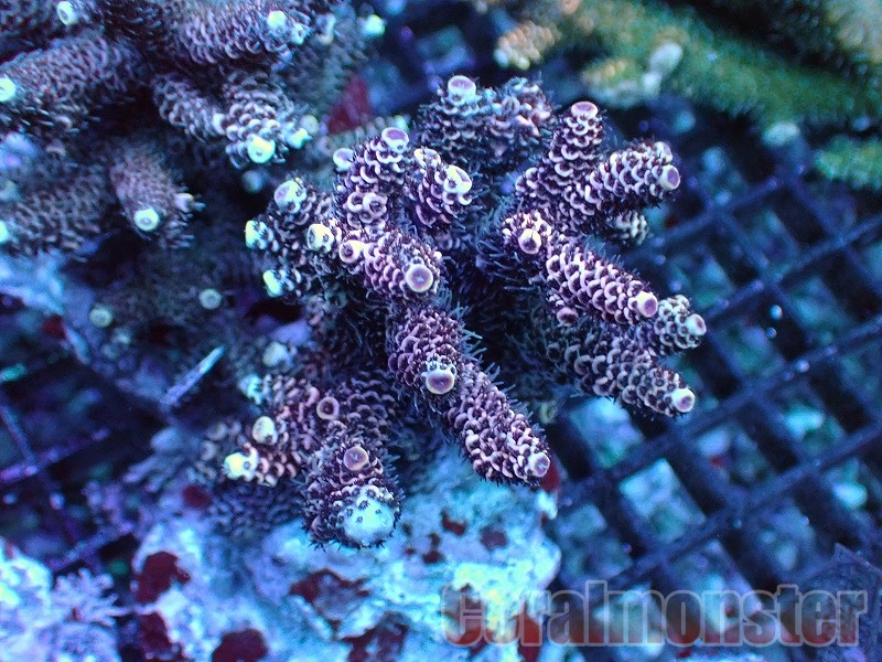 Acropora (ハイマツミドリイシ） インドネシアブリード 003