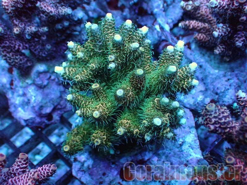 リタライフ　mico♪ 新作予約】TinyFox 楽園悪霊 モコイ 1/6スケールMJDドール フル