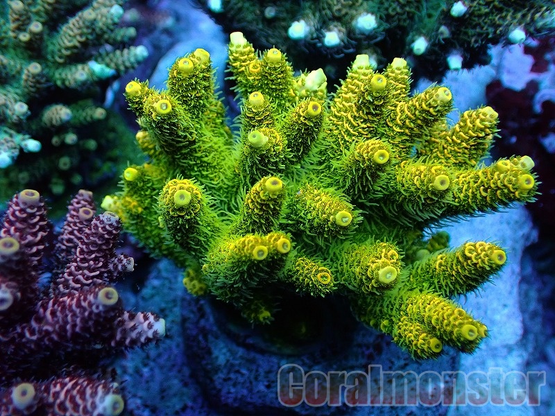 hiro2755 オオバナサンゴ、ブレインコーラル オオバナ / ブレインコーラル | HOUSE REEF(ハウスリーフ)サンゴ