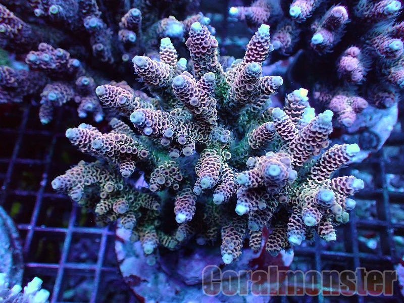 Acropora (ハイマツミドリイシ） インドネシアブリード　063