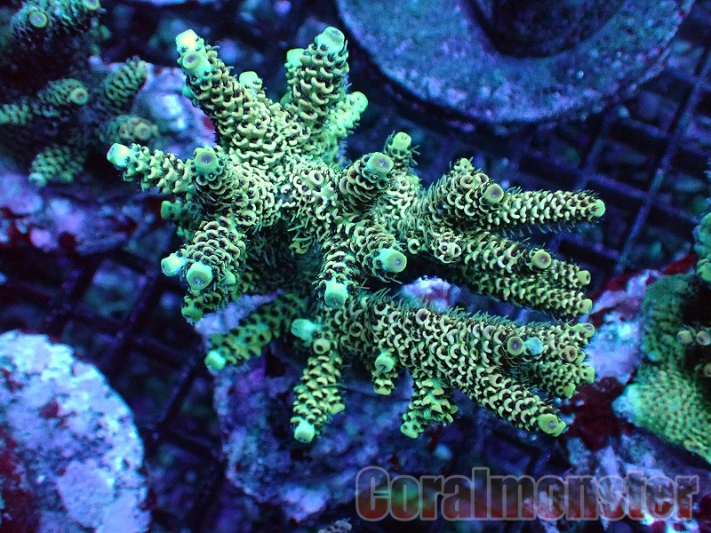 商品検索 | サンゴ通販なら大阪の専門店 Coralmonster-コーラル