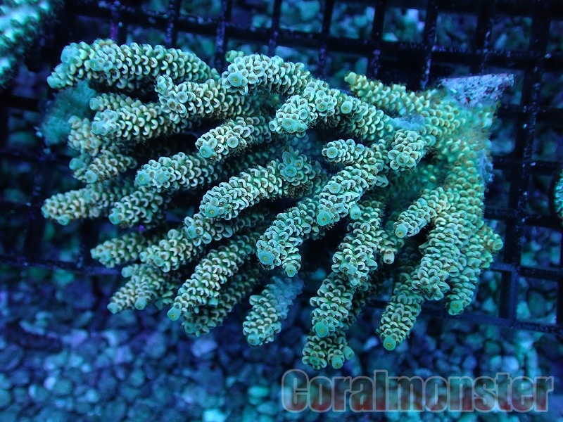 商品検索 | サンゴ通販なら大阪の専門店 Coralmonster-コーラル