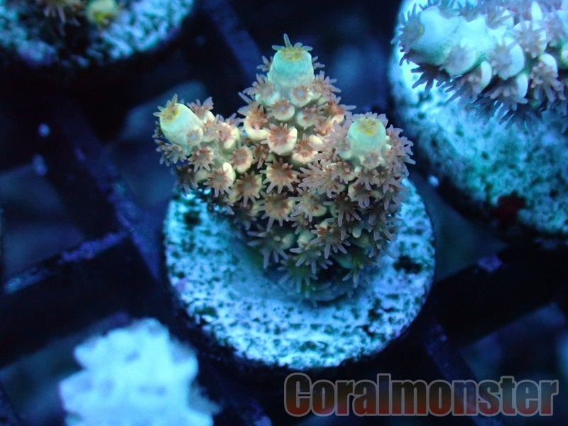 商品検索 | サンゴ通販なら大阪の専門店 Coralmonster-コーラル