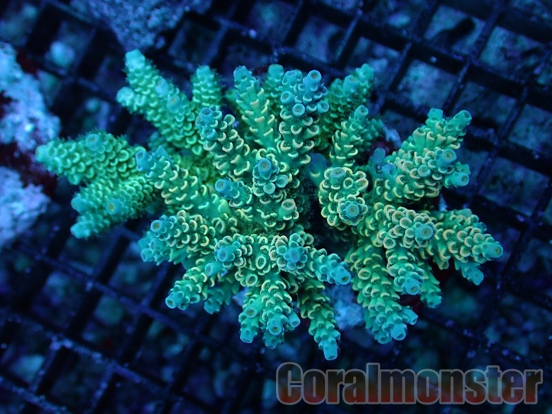 商品検索 | サンゴ通販なら大阪の専門店 Coralmonster-コーラル