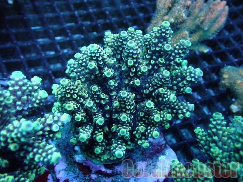 商品検索 | サンゴ通販なら大阪の専門店 Coralmonster-コーラル