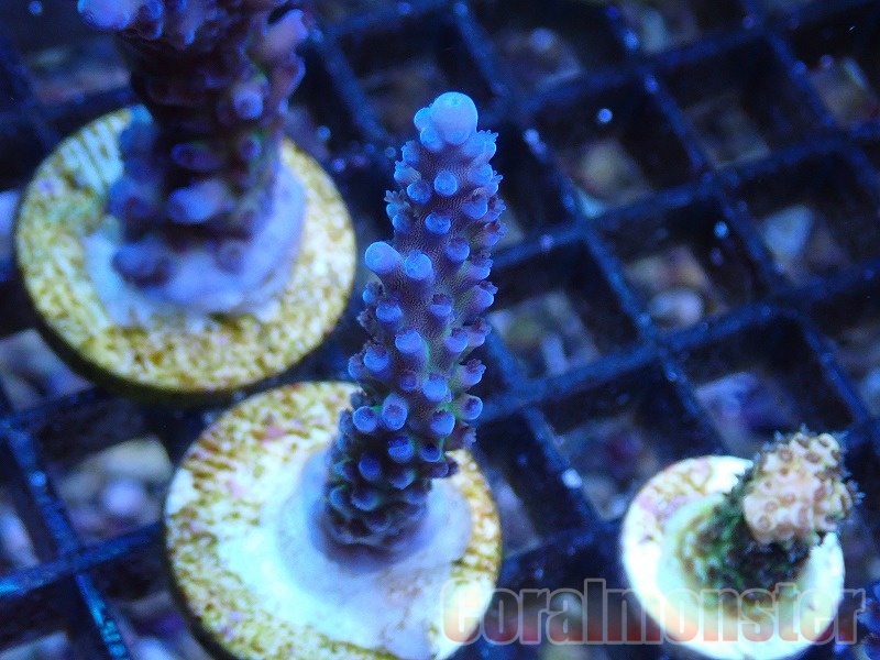Acropora (コイボミドリイシ） Frag オーストラリア産　225