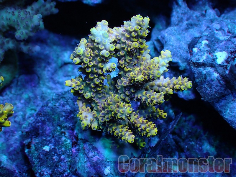 【プアケニケリ】　モレ　ココブラ　イイ　ティアレ 大人気小町ワンピース👗フレジエさんにて2次予約受付中